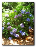 Auckland-Botanic-Gardens-Manukau-North-Island-New-Zealand-067