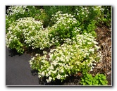 Auckland-Botanic-Gardens-Manukau-North-Island-New-Zealand-069