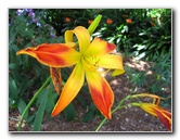 Auckland-Botanic-Gardens-Manukau-North-Island-New-Zealand-071