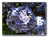 Auckland-Botanic-Gardens-Manukau-North-Island-New-Zealand-072