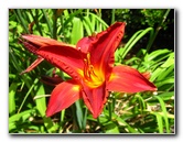 Auckland-Botanic-Gardens-Manukau-North-Island-New-Zealand-073