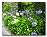 Auckland-Botanic-Gardens-Manukau-North-Island-New-Zealand-075