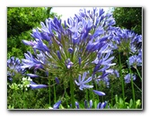 Auckland-Botanic-Gardens-Manukau-North-Island-New-Zealand-076