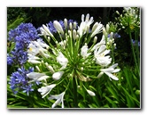 Auckland-Botanic-Gardens-Manukau-North-Island-New-Zealand-077