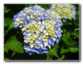 Auckland-Botanic-Gardens-Manukau-North-Island-New-Zealand-078