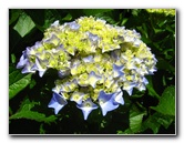 Auckland-Botanic-Gardens-Manukau-North-Island-New-Zealand-079