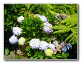 Auckland-Botanic-Gardens-Manukau-North-Island-New-Zealand-080