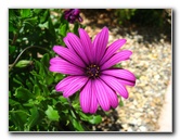 Auckland-Botanic-Gardens-Manukau-North-Island-New-Zealand-084