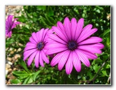 Auckland-Botanic-Gardens-Manukau-North-Island-New-Zealand-085