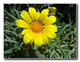 Auckland-Botanic-Gardens-Manukau-North-Island-New-Zealand-087