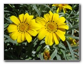 Auckland-Botanic-Gardens-Manukau-North-Island-New-Zealand-088