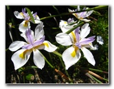 Auckland-Botanic-Gardens-Manukau-North-Island-New-Zealand-089