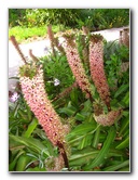 Auckland-Botanic-Gardens-Manukau-North-Island-New-Zealand-092