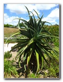 Auckland-Botanic-Gardens-Manukau-North-Island-New-Zealand-093