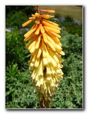 Auckland-Botanic-Gardens-Manukau-North-Island-New-Zealand-094