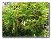 Auckland-Botanic-Gardens-Manukau-North-Island-New-Zealand-095