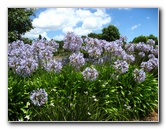 Auckland-Botanic-Gardens-Manukau-North-Island-New-Zealand-096