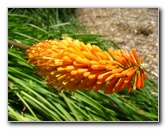 Auckland-Botanic-Gardens-Manukau-North-Island-New-Zealand-097