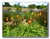 Auckland-Botanic-Gardens-Manukau-North-Island-New-Zealand-098