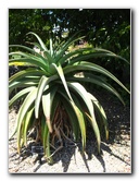 Auckland-Botanic-Gardens-Manukau-North-Island-New-Zealand-101