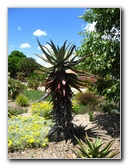 Auckland-Botanic-Gardens-Manukau-North-Island-New-Zealand-102