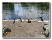 Auckland-Botanic-Gardens-Manukau-North-Island-New-Zealand-107