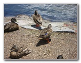 Auckland-Botanic-Gardens-Manukau-North-Island-New-Zealand-108