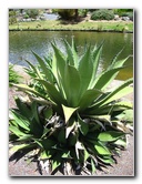 Auckland-Botanic-Gardens-Manukau-North-Island-New-Zealand-110