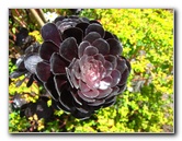 Auckland-Botanic-Gardens-Manukau-North-Island-New-Zealand-111