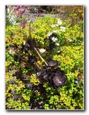 Auckland-Botanic-Gardens-Manukau-North-Island-New-Zealand-112