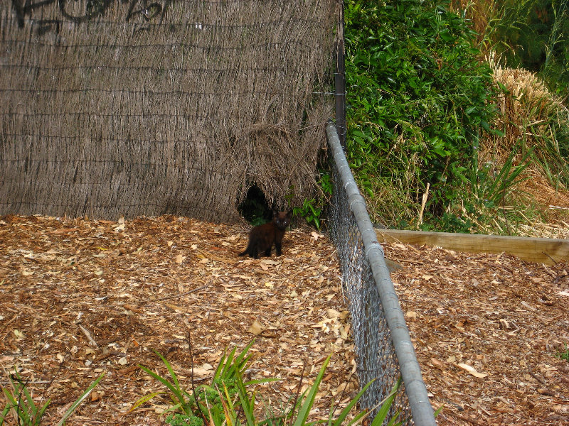 Auckland-City-Tour-North-Island-New-Zealand-028