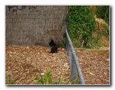 Auckland-City-Tour-North-Island-New-Zealand-028