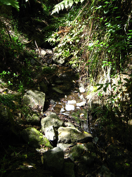 Auckland-Domain-Park-North-Island-New-Zealand-027