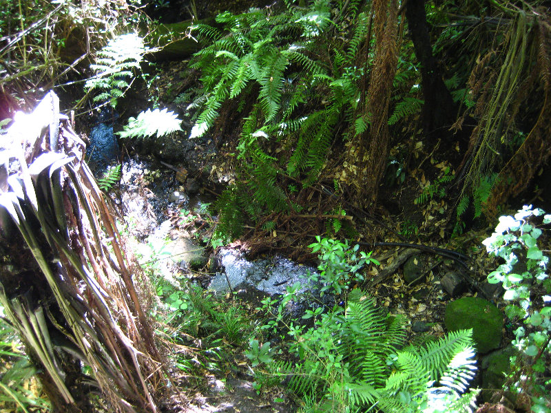 Auckland-Domain-Park-North-Island-New-Zealand-028