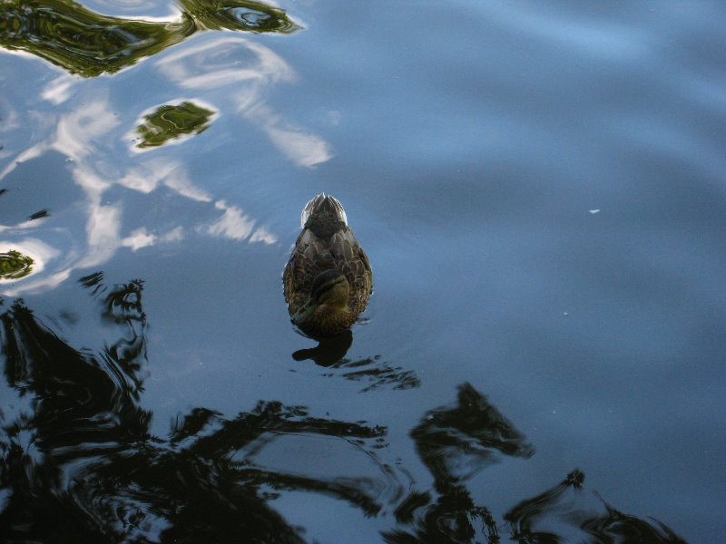 Auckland-Domain-Park-North-Island-New-Zealand-031