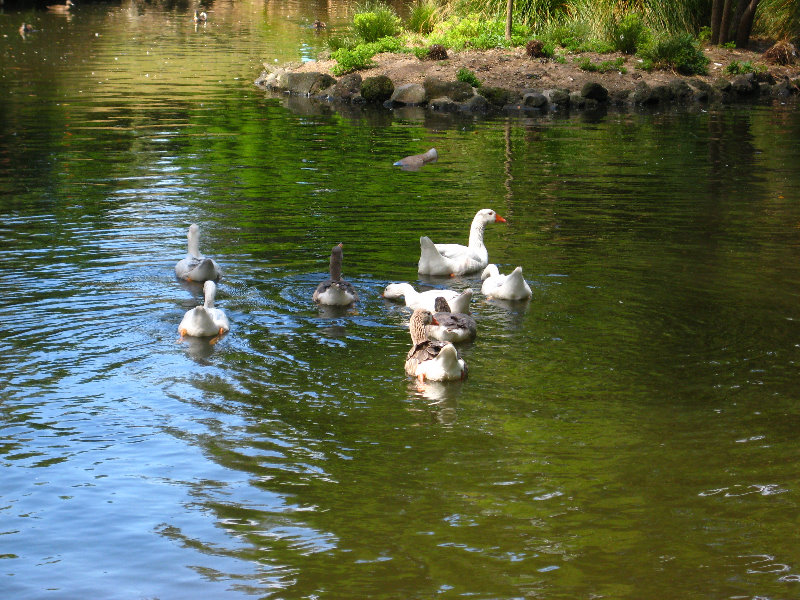 Auckland-Domain-Park-North-Island-New-Zealand-035