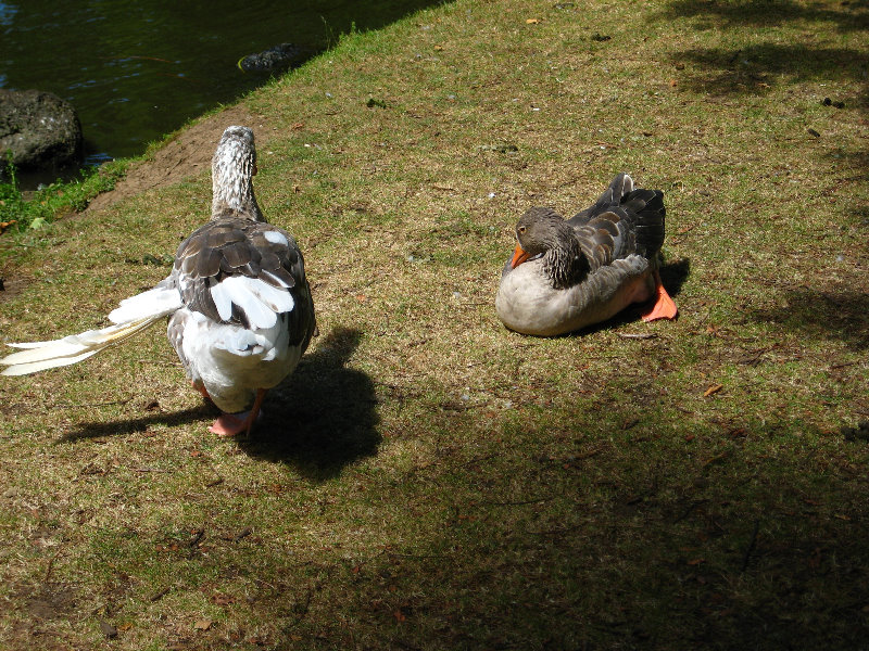 Auckland-Domain-Park-North-Island-New-Zealand-036