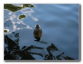 Auckland-Domain-Park-North-Island-New-Zealand-031