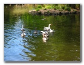 Auckland-Domain-Park-North-Island-New-Zealand-035