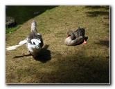 Auckland-Domain-Park-North-Island-New-Zealand-036