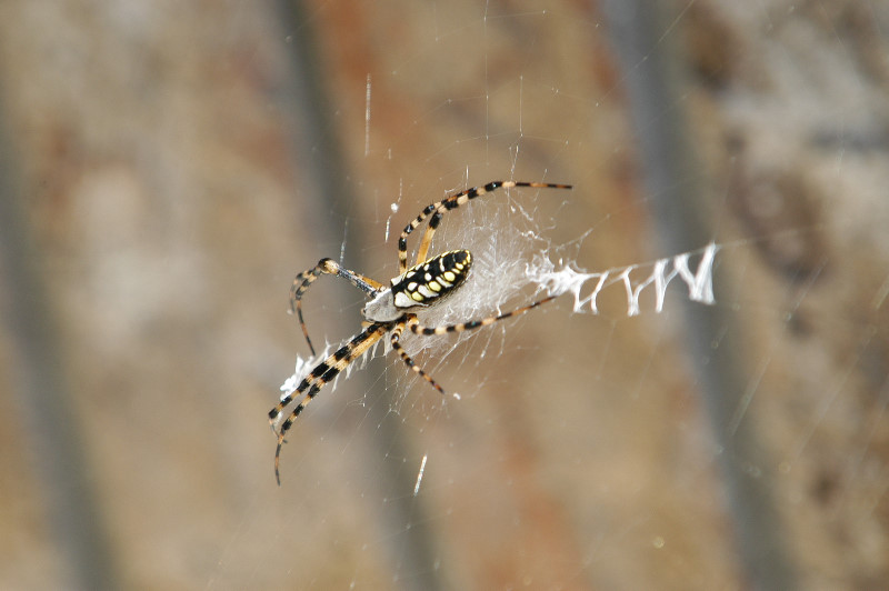 Wasps-Banana-Spider-02