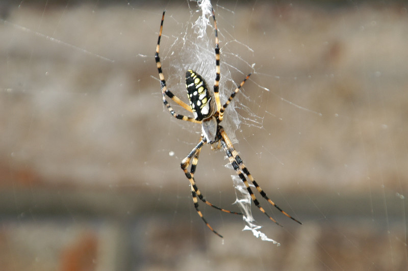 Wasps-Banana-Spider-08