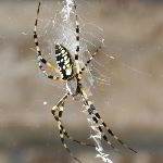 Banana Spider & Wasps Pictures - Nikon D100 Nature Photography