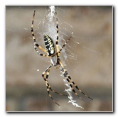 Banana Spider & Wasps Pictures