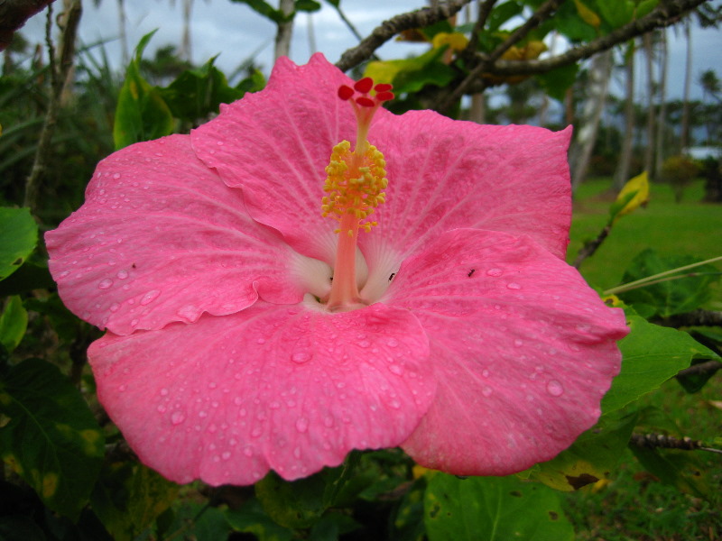Bibis-Hideaway-Matei-Taveuni-Island-Fiji-034