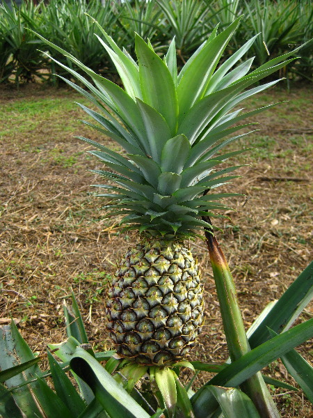 Bibis-Hideaway-Matei-Taveuni-Island-Fiji-035