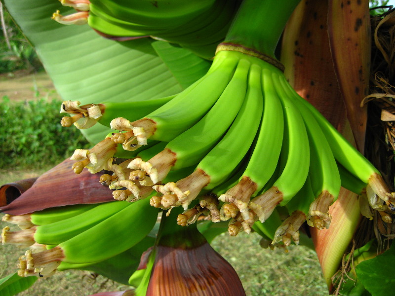 Bibis-Hideaway-Matei-Taveuni-Island-Fiji-036