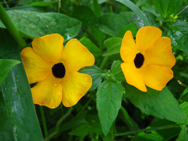 Bibis-Hideaway-Matei-Taveuni-Island-Fiji-041