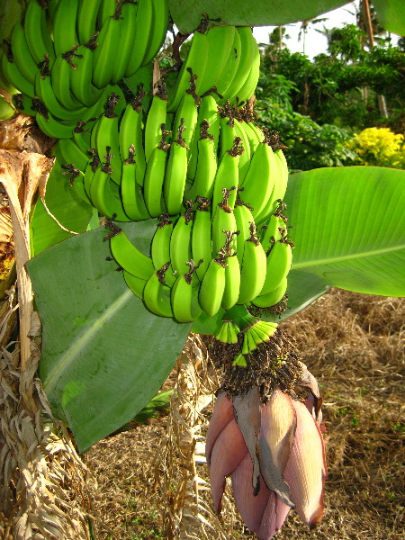 Bibis-Hideaway-Matei-Taveuni-Island-Fiji-042