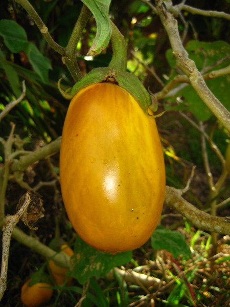 Bibis-Hideaway-Matei-Taveuni-Island-Fiji-043